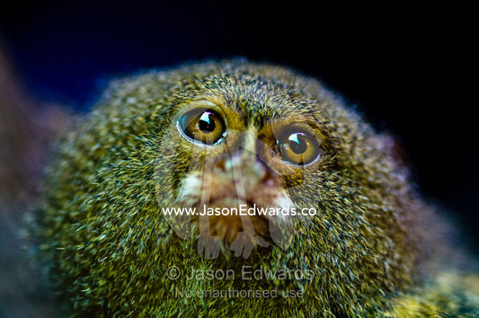 A terrified Pygmy Marmoset for sale in an Amazon River town black market. Belen Market, Iquitos, Amazon Basin, Loreto Region, Maynas Province, Peru.
