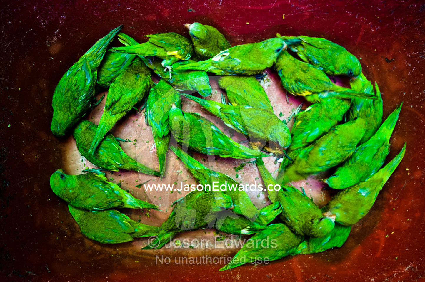 Canary-winged parakeets for sale as pets sweltering in a plastic tub in a black market. Belen Market, Iquitos, Amazon Basin, Loreto Region, Maynas Province, Peru.