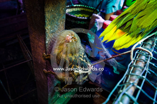 A terrified pygmy marmoset for sale in an Amazon River town black market. Belen Market, Iquitos, Amazon Basin, Loreto Region, Maynas Province, Peru.