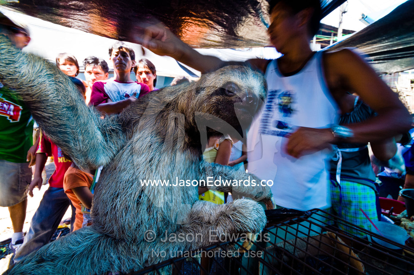 A juvenile brown-throated three-toed sloth for sale in an illegal black market. Belen Market, Iquitos, Amazon Basin, Loreto Region, Maynas Province, Peru.