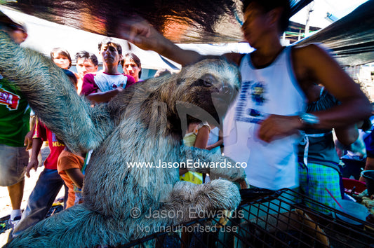 A juvenile brown-throated three-toed sloth for sale in an illegal black market. Belen Market, Iquitos, Amazon Basin, Loreto Region, Maynas Province, Peru.