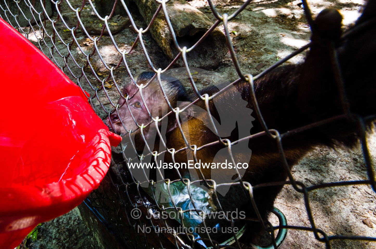 A caged brown capuchin drinking water from a bucket after being rescued from poachers. Instituto Nacional de Recursos Naturales, National Institute of Natural Resources, Rescue Centre, Iquitos, Amazon Basin, Loreto Region, Maynas Province, Peru.