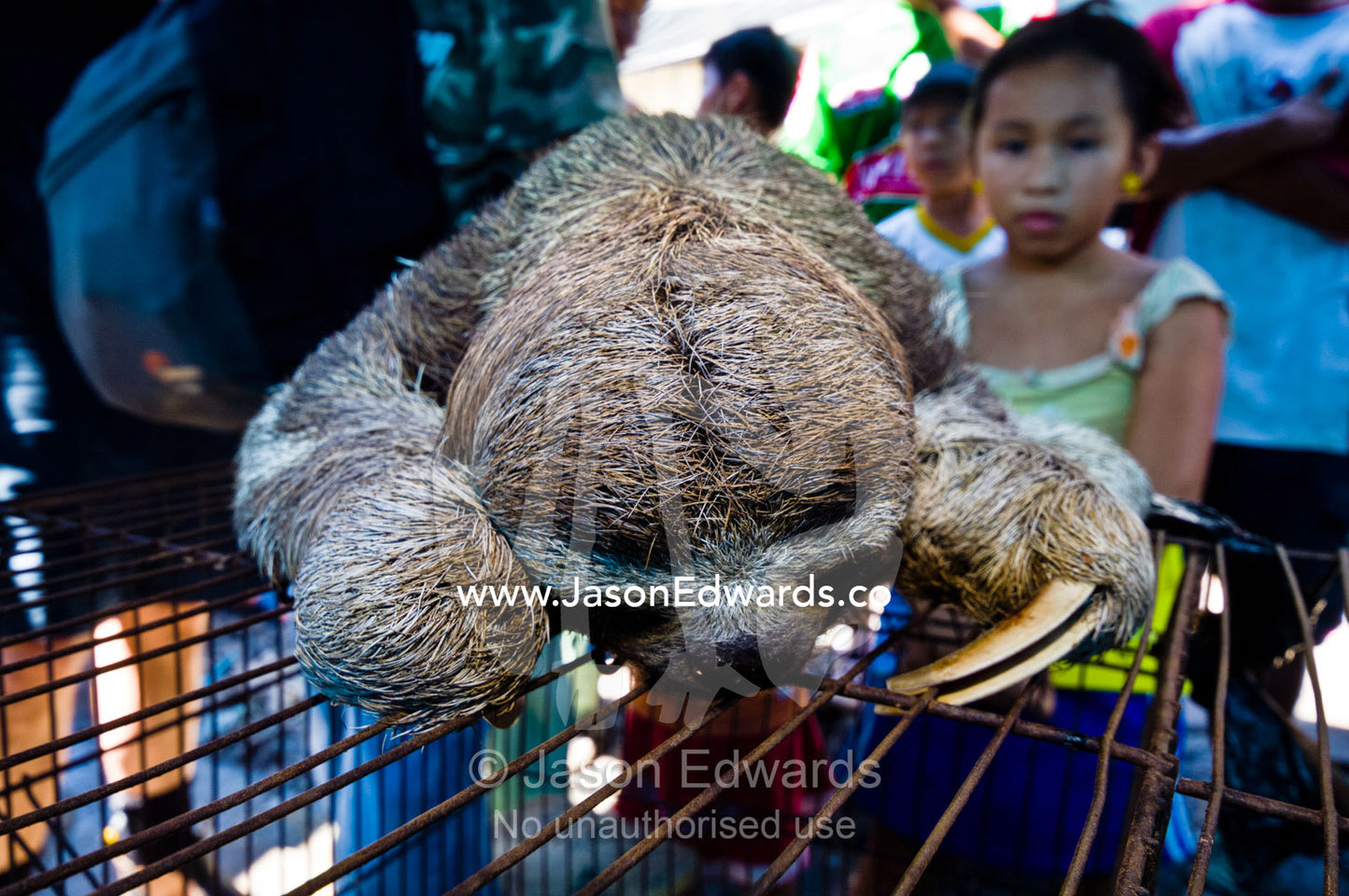 A juvenile brown-throated three-toed sloth for sale in an illegal black market. Belen Market, Iquitos, Amazon Basin, Loreto Region, Maynas Province, Peru.