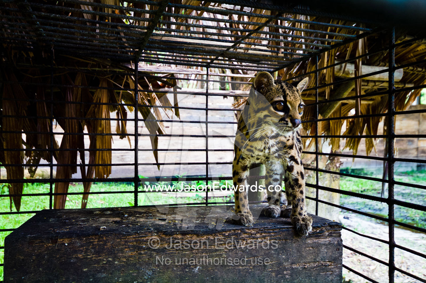 A frightened Oncilla in a cage after being rescued from poachers. Instituto Nacional de Recursos Naturales, National Institute of Natural Resources, Rescue Centre, Iquitos, Amazon Basin, Loreto Region, Maynas Province, Peru.