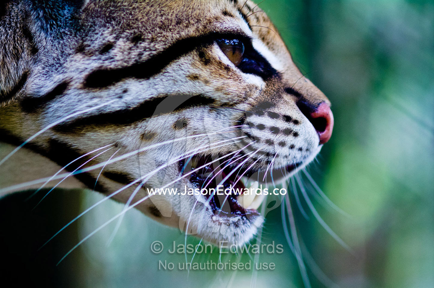 The focused stare of an Ocelot after it was rescued from poachers. Instituto Nacional de Recursos Naturales, National Institute of Natural Resources, Rescue Centre, Iquitos, Amazon Basin, Loreto Region, Maynas Province, Peru.