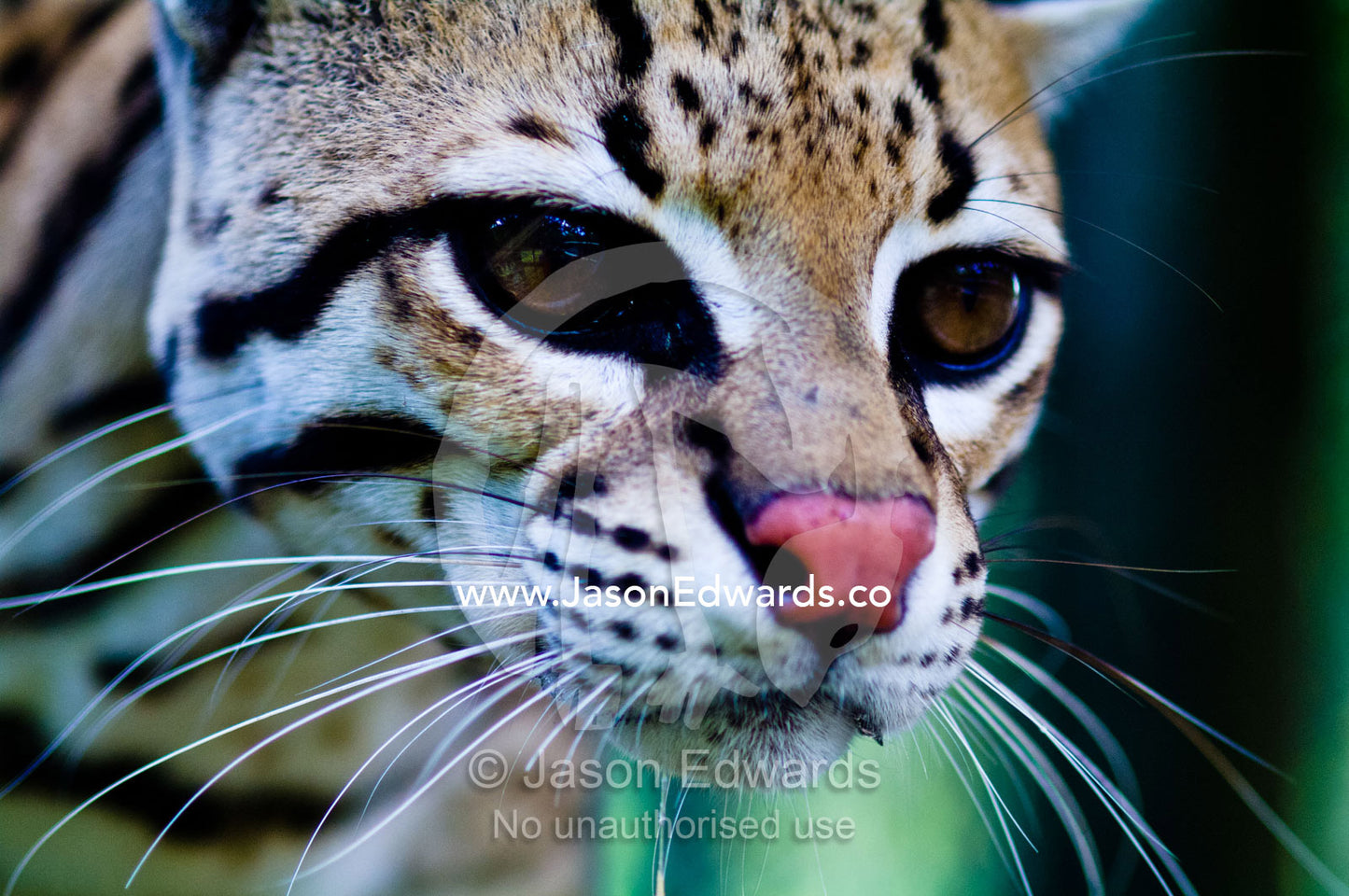 The focused stare of an Ocelot after it was rescued from poachers. Instituto Nacional de Recursos Naturales, National Institute of Natural Resources, Rescue Centre, Iquitos, Amazon Basin, Loreto Region, Maynas Province, Peru.