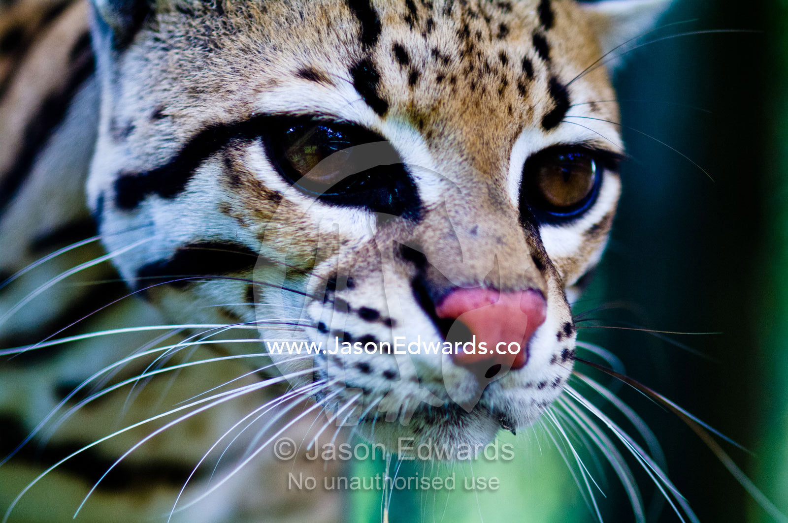 The focused stare of an Ocelot after it was rescued from poachers. Instituto Nacional de Recursos Naturales, National Institute of Natural Resources, Rescue Centre, Iquitos, Amazon Basin, Loreto Region, Maynas Province, Peru.