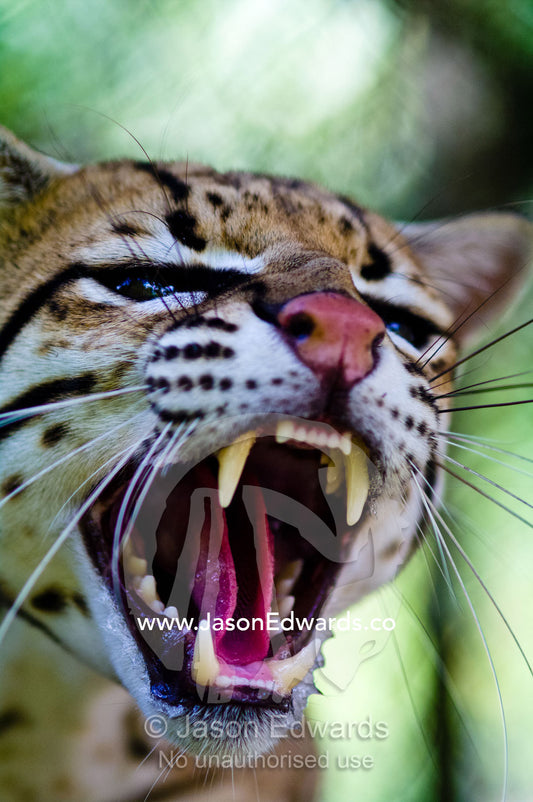 A snarling Ocelot displays its canine teeth and tongue after it was rescued from poachers. Instituto Nacional de Recursos Naturales, National Institute of Natural Resources, Rescue Centre, Iquitos, Amazon Basin, Loreto Region, Maynas Province, Peru.