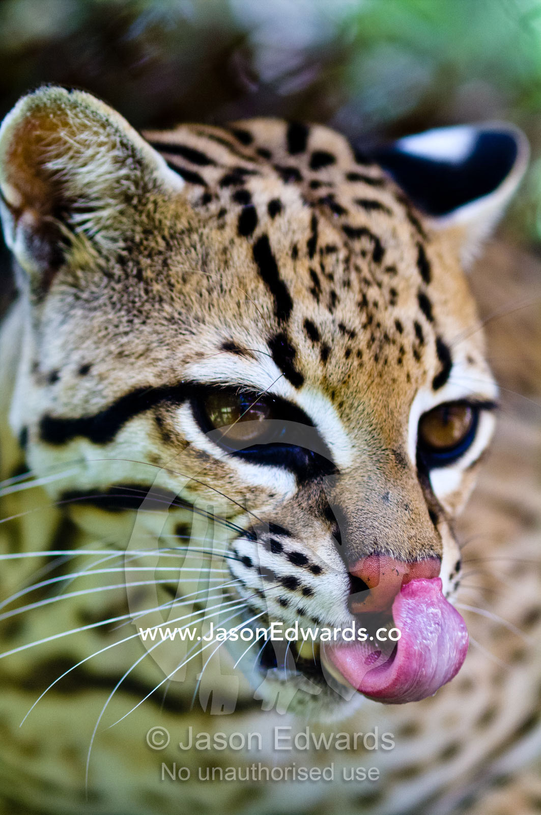 An Ocelot licks its nose clean with a pink tongue after it was rescued from poachers. Instituto Nacional de Recursos Naturales, National Institute of Natural Resources, Rescue Centre, Iquitos, Amazon Basin, Loreto Region, Maynas Province, Peru.