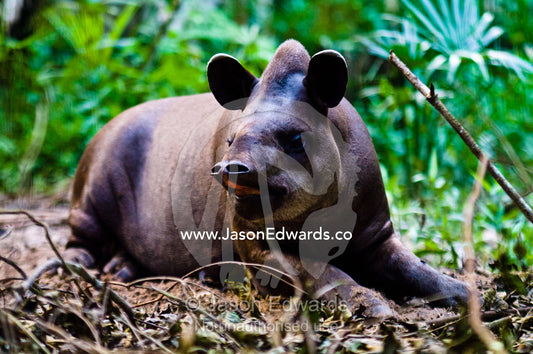 A South American Tapir sniffs the air with its long flexible nose and nostrils while listening. Parque de Quistococha, Quistococha Zoo, Iquitos, Amazon Basin, Loreto Region, Maynas Province, Peru.