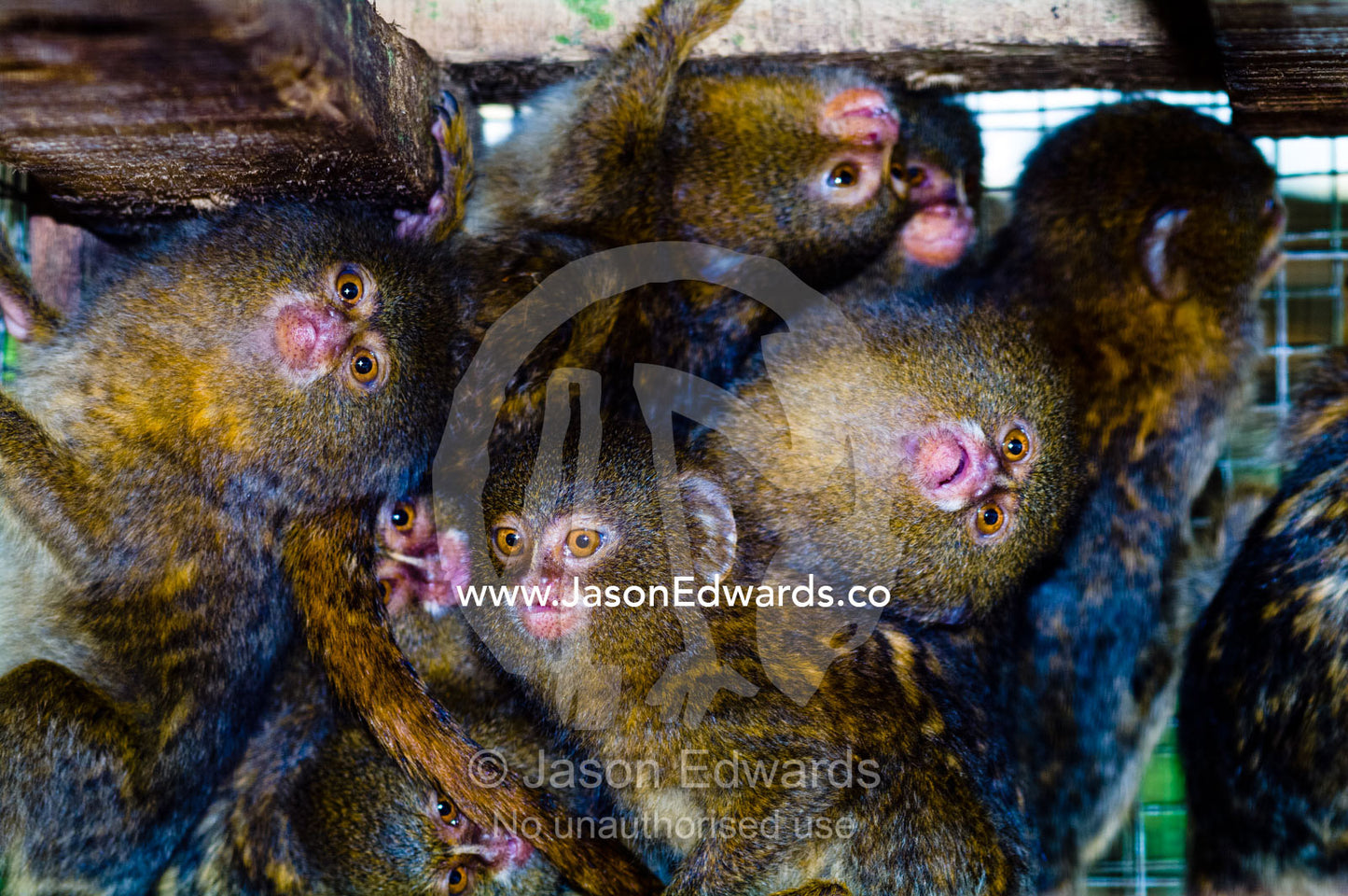 A troop of pygmy marmoset cower in the corner of a cage after being rescued from poachers. Instituto Nacional de Recursos Naturales, National Institute of Natural Resources, Rescue Centre, Iquitos, Amazon Basin, Loreto Region, Maynas Province, Peru.