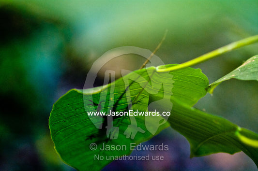 The silhouette of an Anole basking in the sun on a large rainforest leaf. Parque de Quistococha, Quistococha Zoo, Iquitos, Amazon Basin, Loreto Region, Maynas Province, Peru.