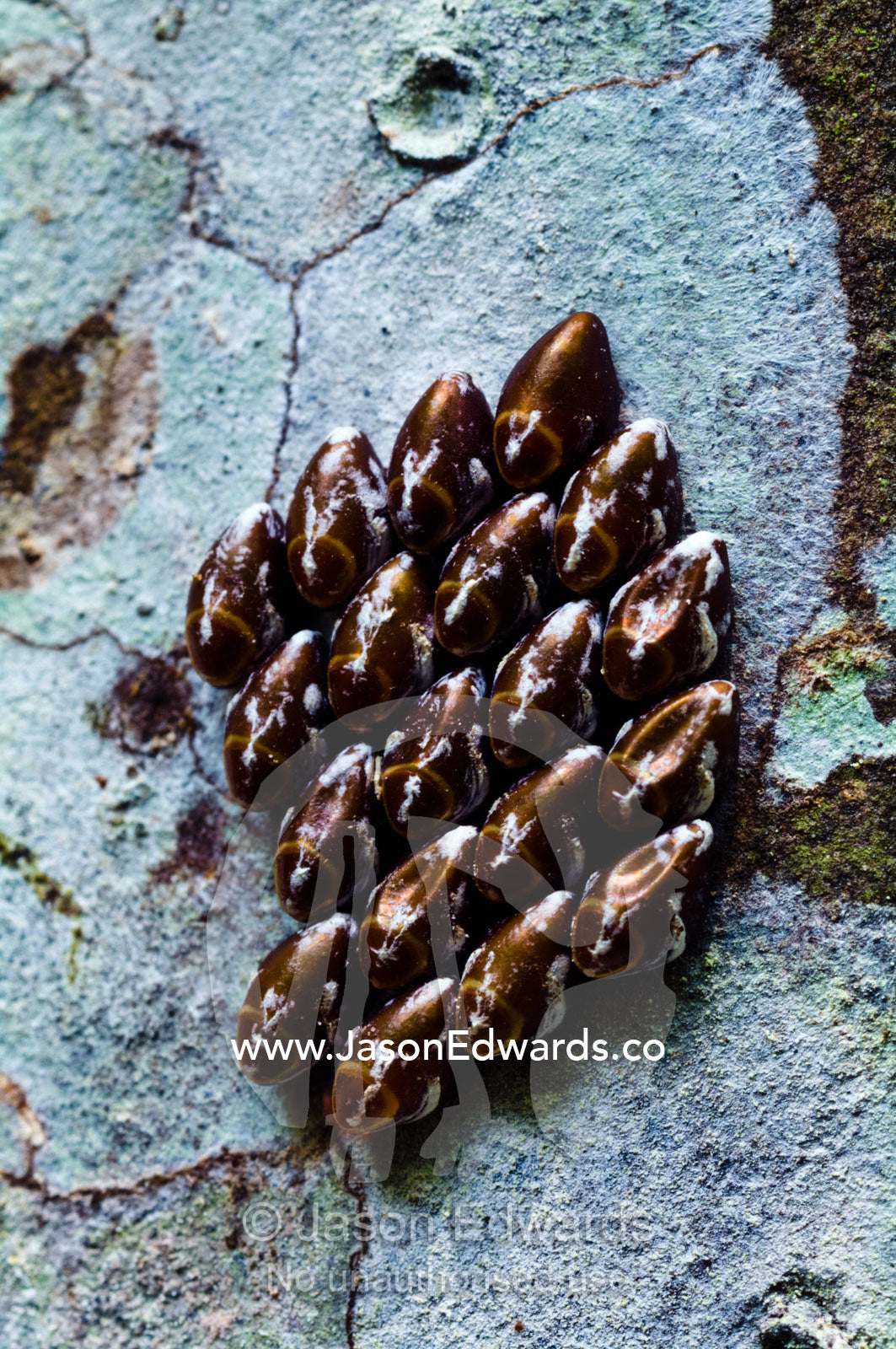A cluster of butterfly eggs attached to a tree trunk in the Amazon rainforest. Parque de Quistococha, Quistococha Zoo, Iquitos, Amazon Basin, Loreto Region, Maynas Province, Peru.