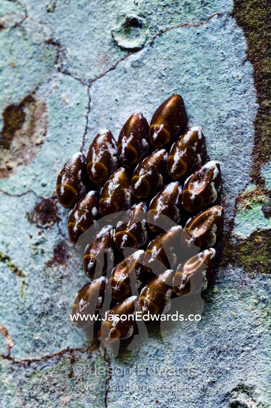A cluster of butterfly eggs attached to a tree trunk in the Amazon rainforest. Parque de Quistococha, Quistococha Zoo, Iquitos, Amazon Basin, Loreto Region, Maynas Province, Peru.