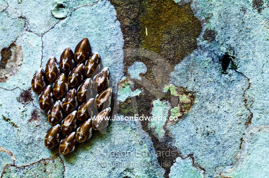 A cluster of butterfly eggs attached to a tree trunk in the Amazon rainforest. Parque de Quistococha, Quistococha Zoo, Iquitos, Amazon Basin, Loreto Region, Maynas Province, Peru.
