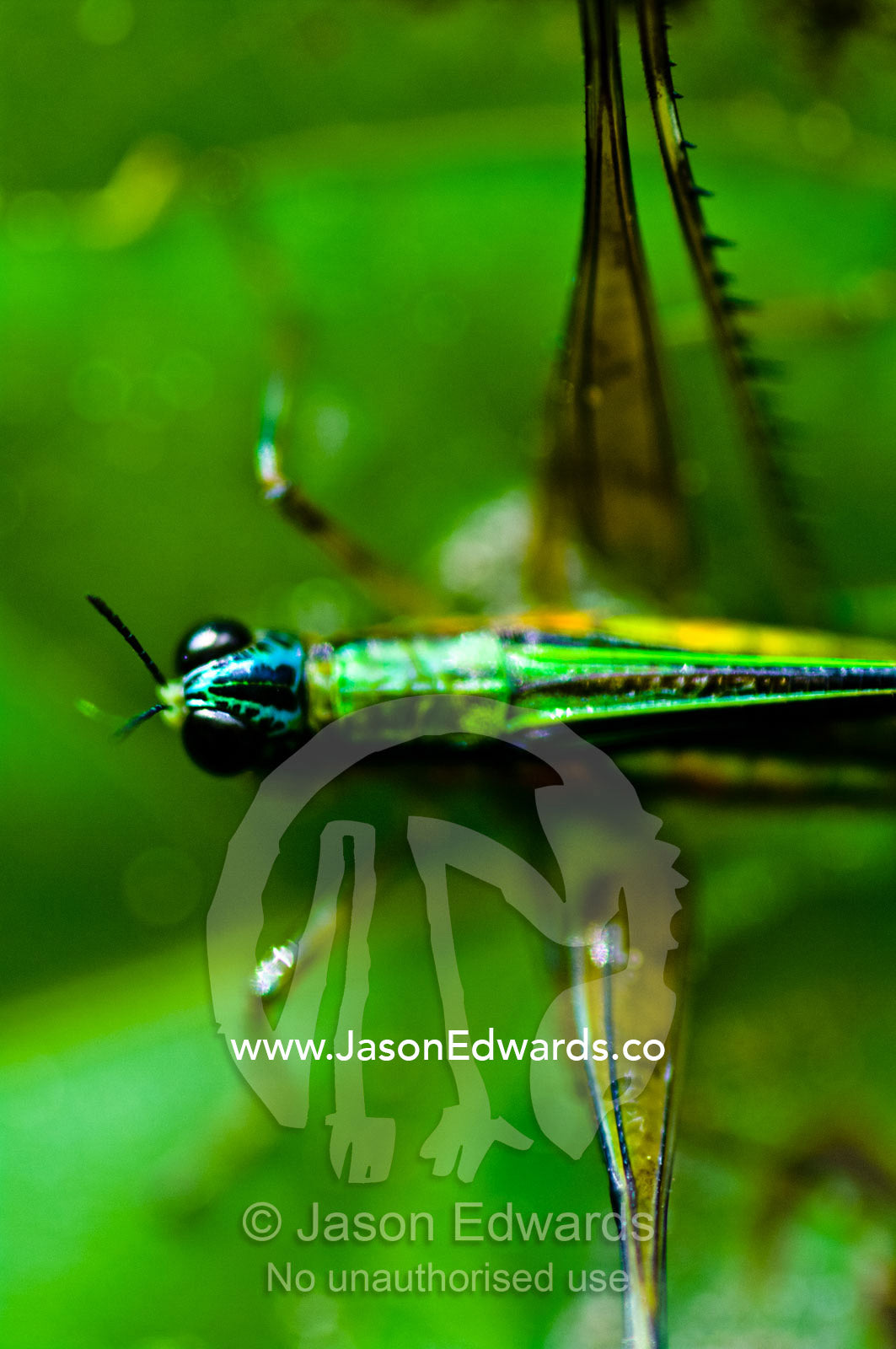 The eyes of a colorful Monkey Grasshopper resting on a leaf in the Amazon rainforest. Parque de Quistococha, Quistococha Zoo, Iquitos, Amazon Basin, Loreto Region, Maynas Province, Peru.