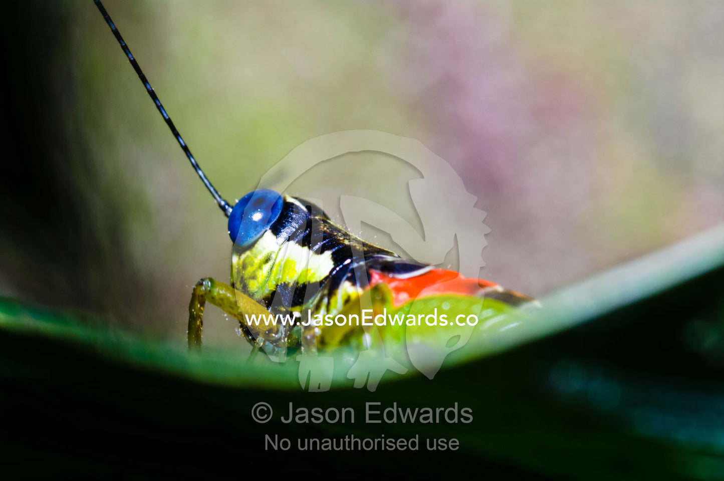 The blue eyes of a colorful grasshopper resting on a leaf in the Amazon rainforest. Parque de Quistococha, Quistococha Zoo, Iquitos, Amazon Basin, Loreto Region, Maynas Province, Peru.