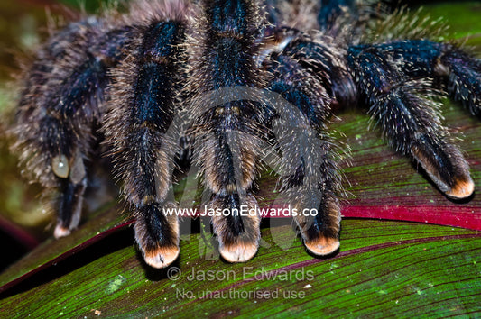 The hairy segmented legs and pink feet of a Pinktoe Tarantula. Amazon River, Amazon Basin, Loreto Region, Maynas Province, Peru.