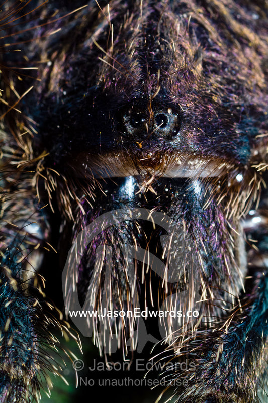 Menacing eyes peer from the hairy face of a Peruvian pinktoe tarantula above a set of chelicerae. Amazon River, Amazon Basin, Loreto Region, Maynas Province, Peru.