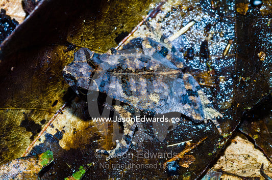 The cryptic coloration of the dead-leaf mimic toad, a leaf litter dweller. Amazon Basin, Loreto Region, Maynas Province, Peru.