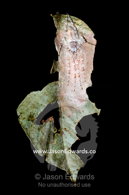 A white-downy Philodromus Crab Spider camouflaged on a dry leaf waits to ambush prey. Amazon River, Amazon Basin, Loreto Region, Maynas Province, Peru.