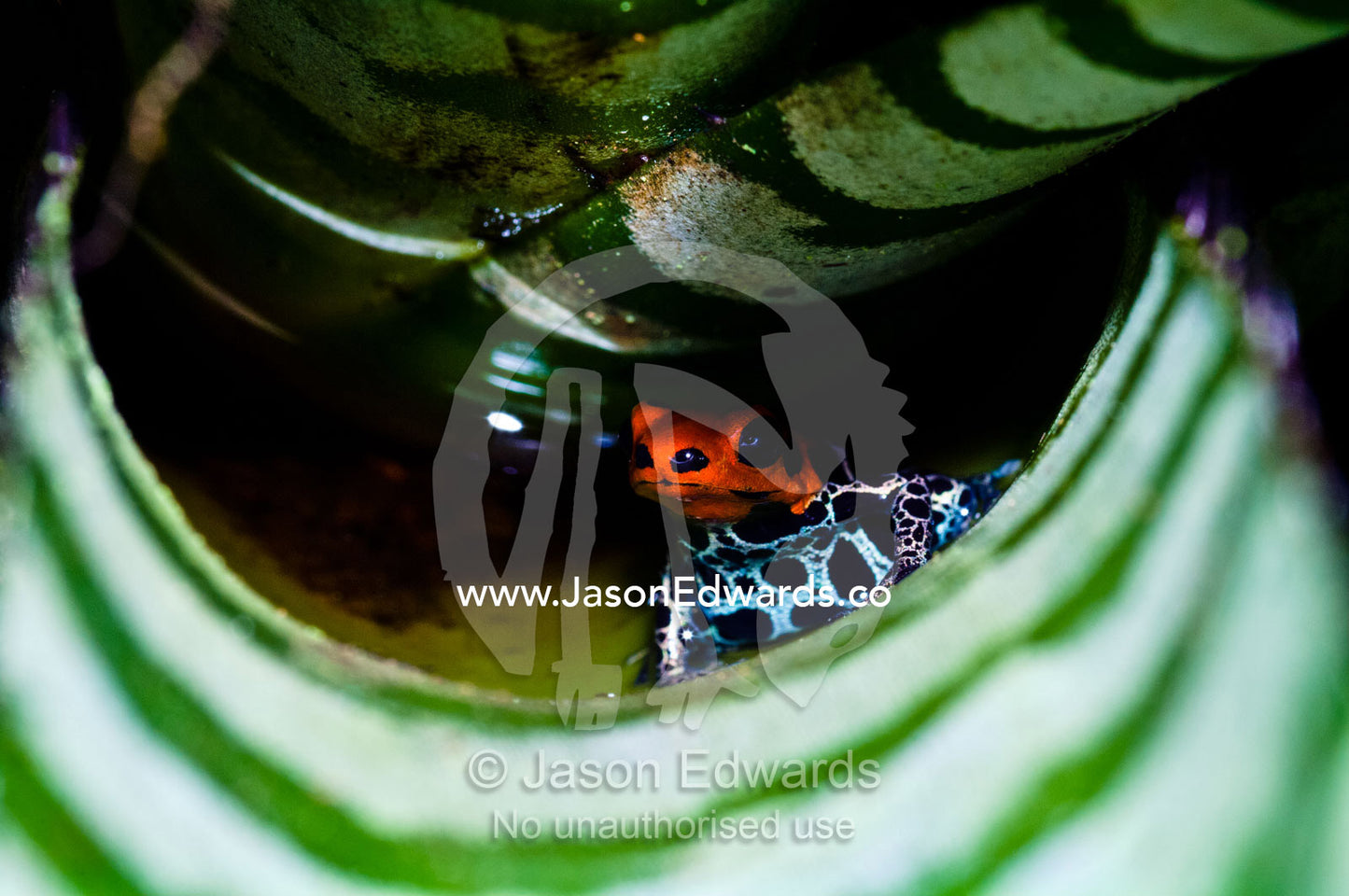 A new color morph of the Amazon dart frog makes its home in a bromeliad where it also breeds. Amazon River, Amazon Basin, Loreto Region, Maynas Province, Peru.