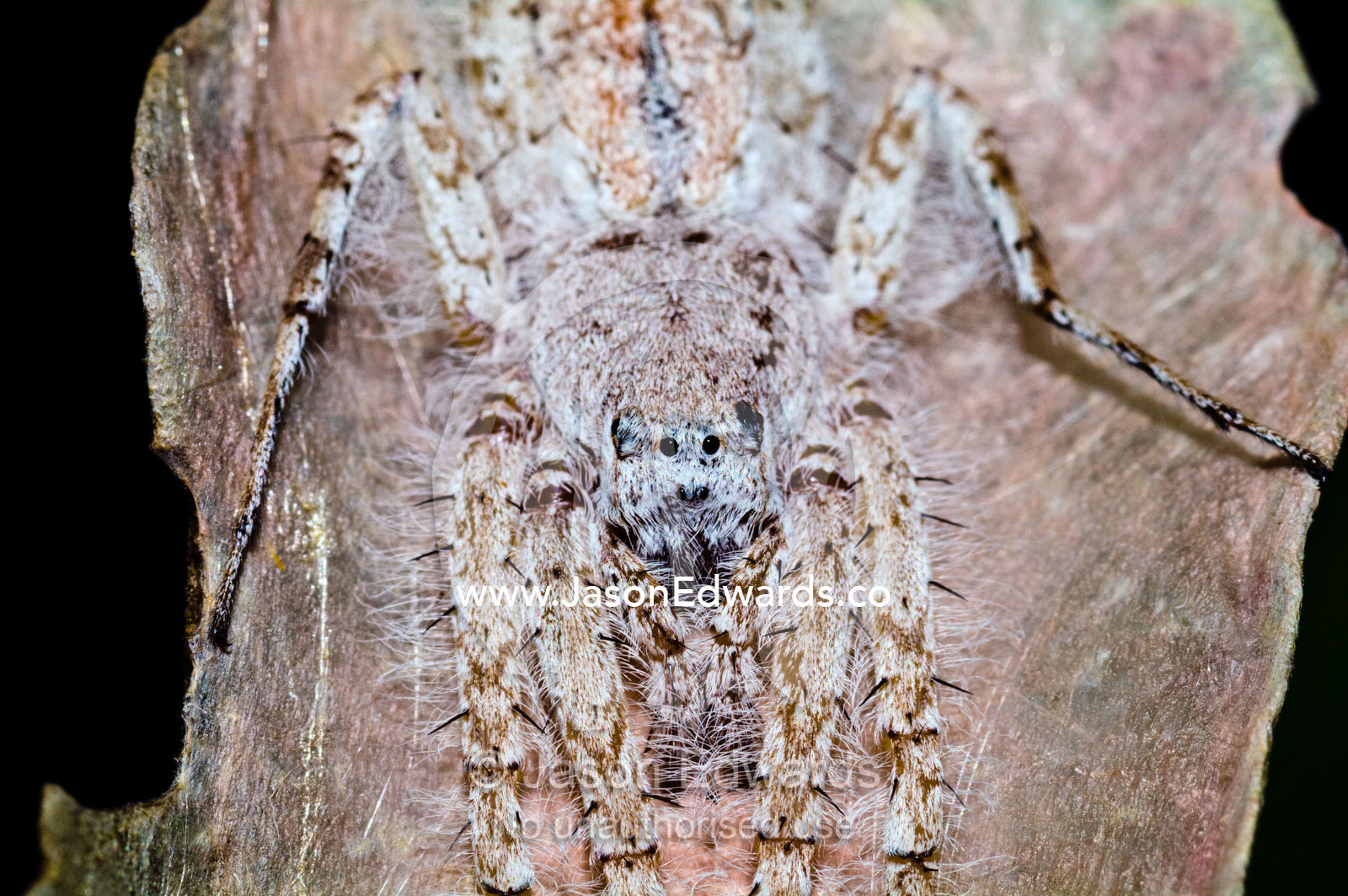 A white-downy Philodromus crab spider camouflaged on a dry leaf waits to ambush prey. Amazon River, Amazon Basin, Loreto Region, Maynas Province, Peru.