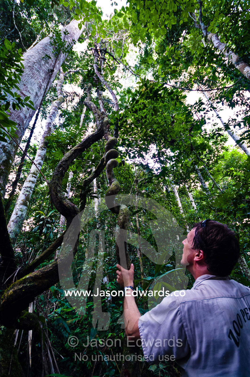 A researcher examines a spiral Paujil Chaqui Water Vine descending from the Amazon rainforest canopy. Pacaya Samiria National Reserve, Reserva Nacional Pacaya - Samiria, Loreto Region, Maynas Province, Amazon Basin, Peru.