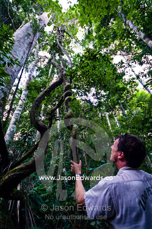 A researcher examines a spiral Paujil Chaqui Water Vine descending from the Amazon rainforest canopy. Pacaya Samiria National Reserve, Reserva Nacional Pacaya - Samiria, Loreto Region, Maynas Province, Amazon Basin, Peru.