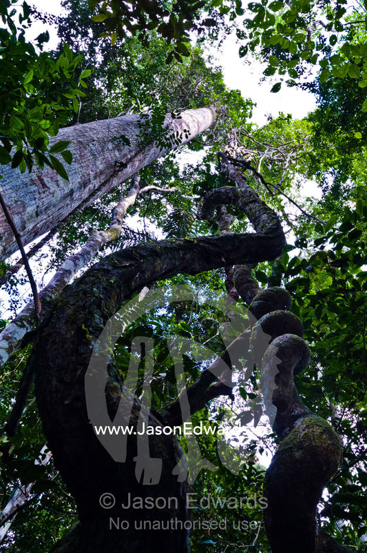 A spiral Paujil Chaqui Water Vine descending from the rainforest canopy transports upward. Pacaya Samiria National Reserve, Reserva Nacional Pacaya Samiria, Loreto Region, Maynas Province, Amazon Basin, Peru.