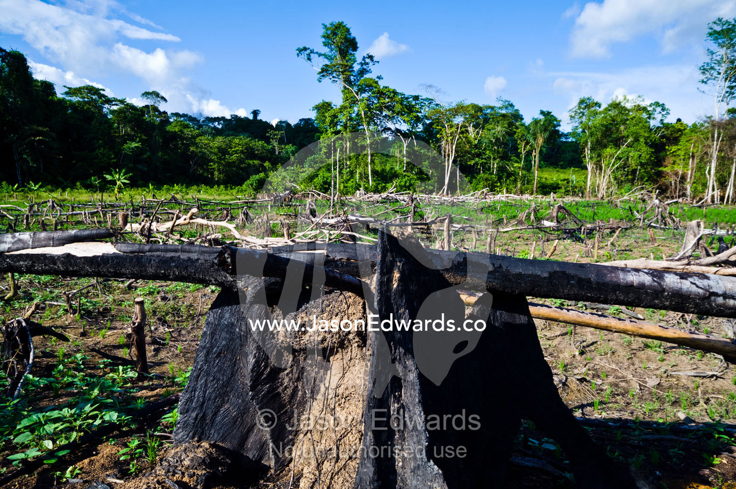 Agriculture replaces rainforest that has been destroyed by logging and burning. Amazon Basin, Loreto Region, Maynas Province, Peru.