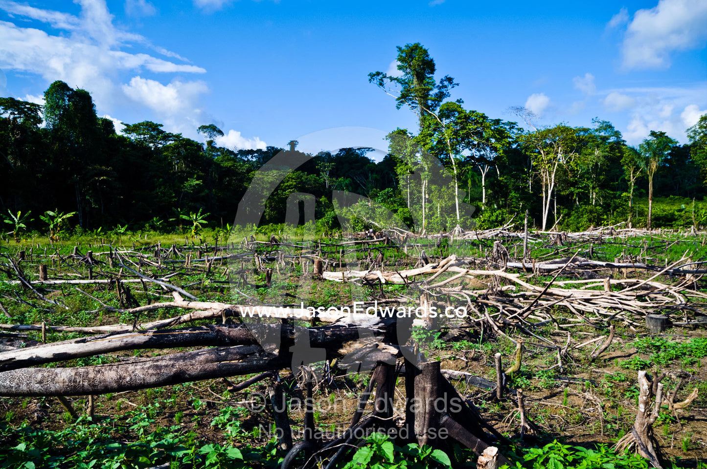 Agriculture replaces rainforest that has been destroyed by logging and burning. Amazon Basin, Loreto Region, Maynas Province, Peru.