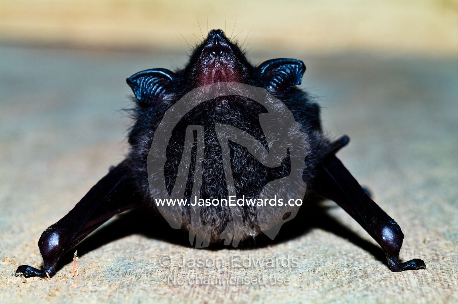 A greater sac winged bat roosting on the wall of a lodge in the Amazon rainforest. Amazon River, Amazon Basin, Loreto Region, Maynas Province, Peru.