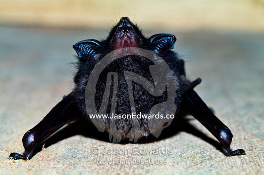 A greater sac winged bat roosting on the wall of a lodge in the Amazon rainforest. Amazon River, Amazon Basin, Loreto Region, Maynas Province, Peru.