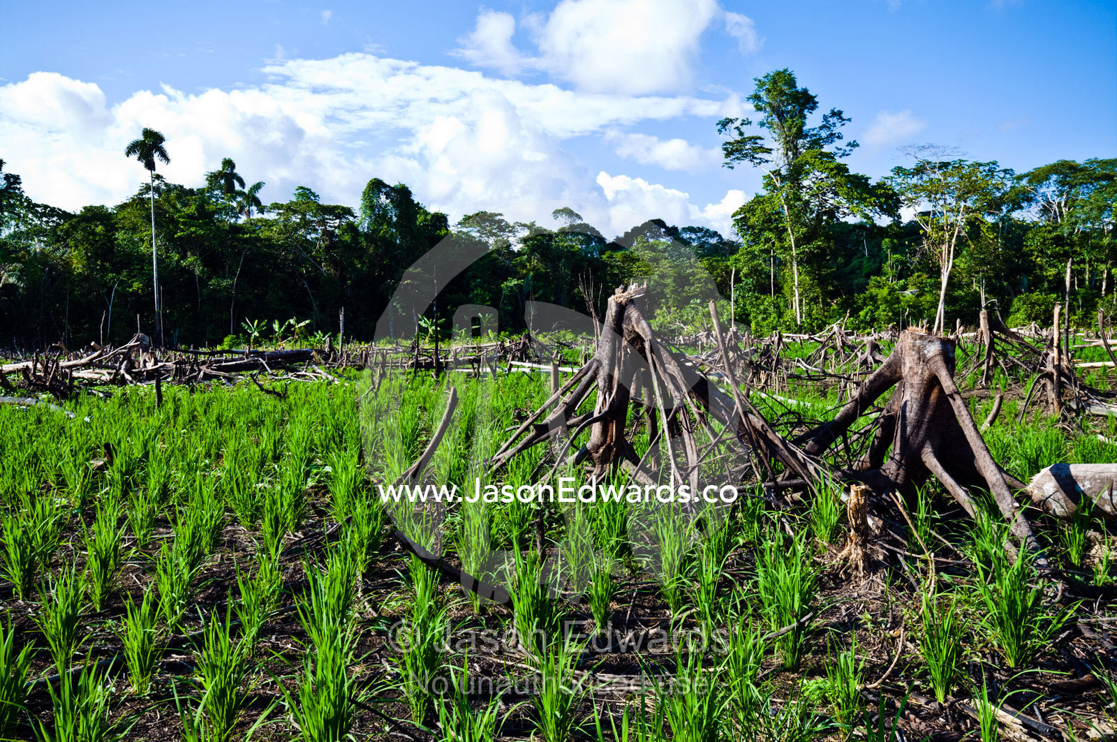High ground rice plants grow in a cleared and burned rainforest area. Amazon Basin, Loreto Region, Maynas Province, Peru.