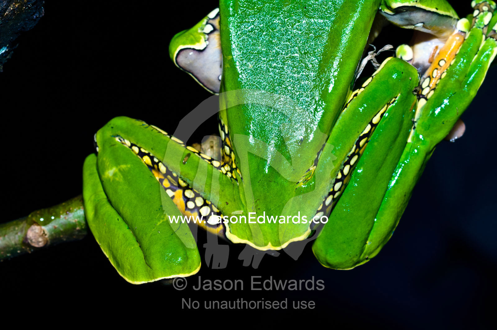 Yellow and white spots on the thighs and hind legs of a bright green Giant Leaf Frog. Amazon River, Amazon Basin, Loreto Region, Maynas Province, Peru.
