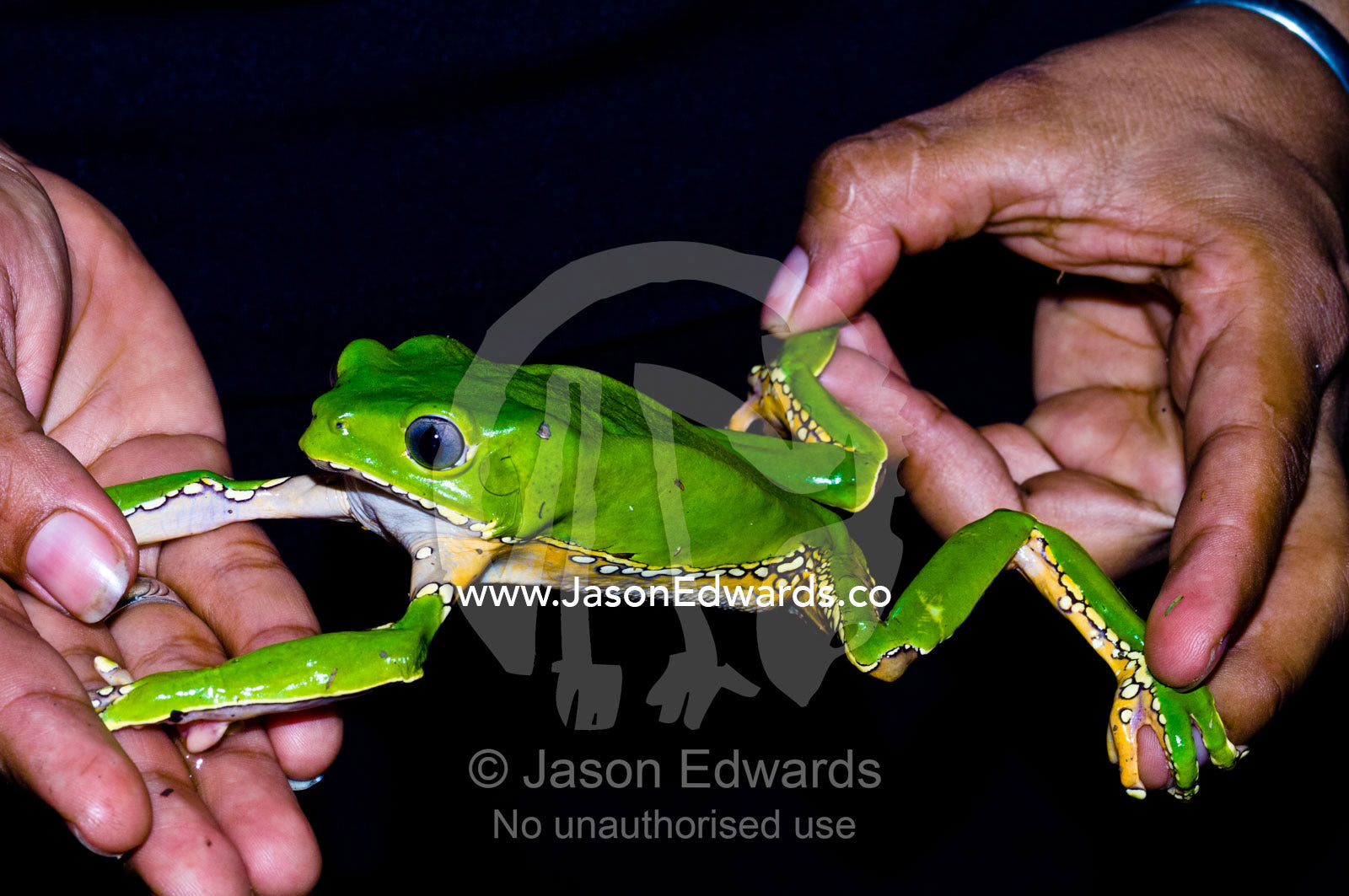 The long stretched out limbs of a bright green Giant Leaf Frog highlights its arboreal lifestyle. Amazon River, Amazon Basin, Loreto Region, Maynas Province, Peru.