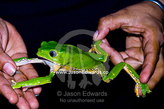 The long stretched out limbs of a bright green Giant Leaf Frog highlights its arboreal lifestyle. Amazon River, Amazon Basin, Loreto Region, Maynas Province, Peru.