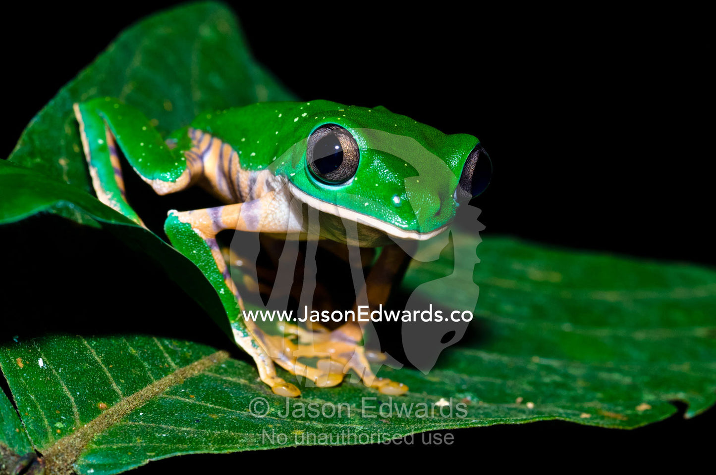 A bright green Barred Leaf Frog perched on an Inga leaf in the rainforest at night. Amazon River, Amazon Basin, Loreto Region, Maynas Province, Peru.