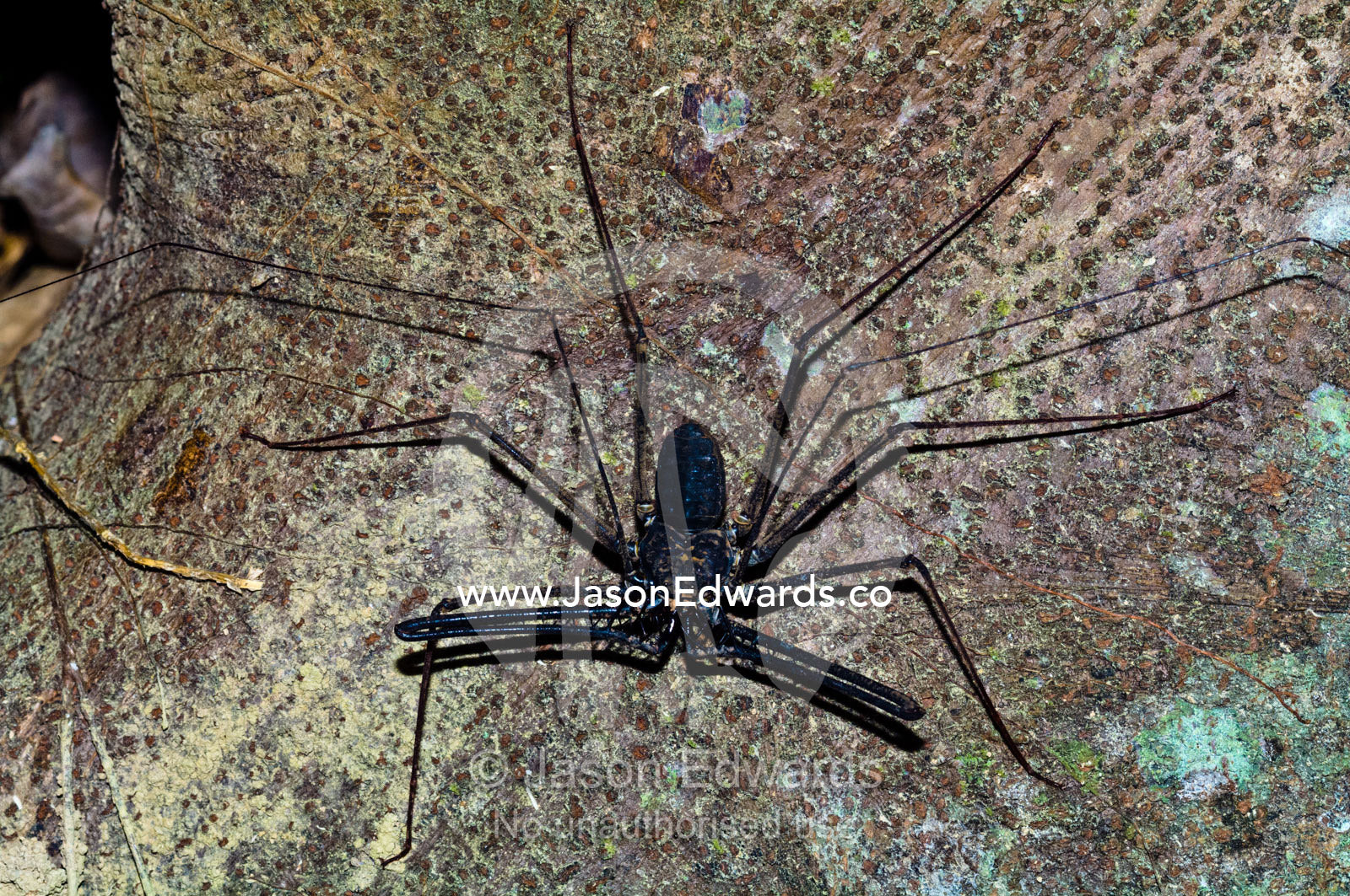 A male tailless whip scorpion searches for prey on a tree trunk in the Amazon Rainforest. Amazon River, Amazon Basin, Loreto Region, Maynas Province, Peru.