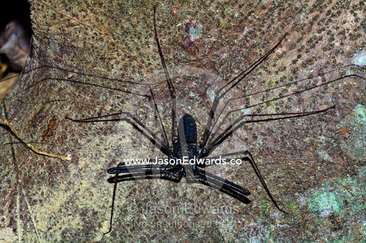 A male tailless whip scorpion searches for prey on a tree trunk in the Amazon Rainforest. Amazon River, Amazon Basin, Loreto Region, Maynas Province, Peru.