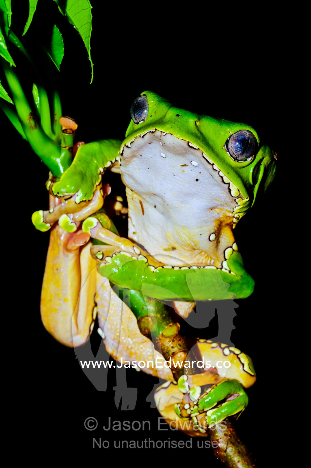 A bright green giant leaf frog holding onto a rainforest plant stem using its long, wide toe pads. Amazon River, Amazon Basin, Loreto Region, Maynas Province, Peru.