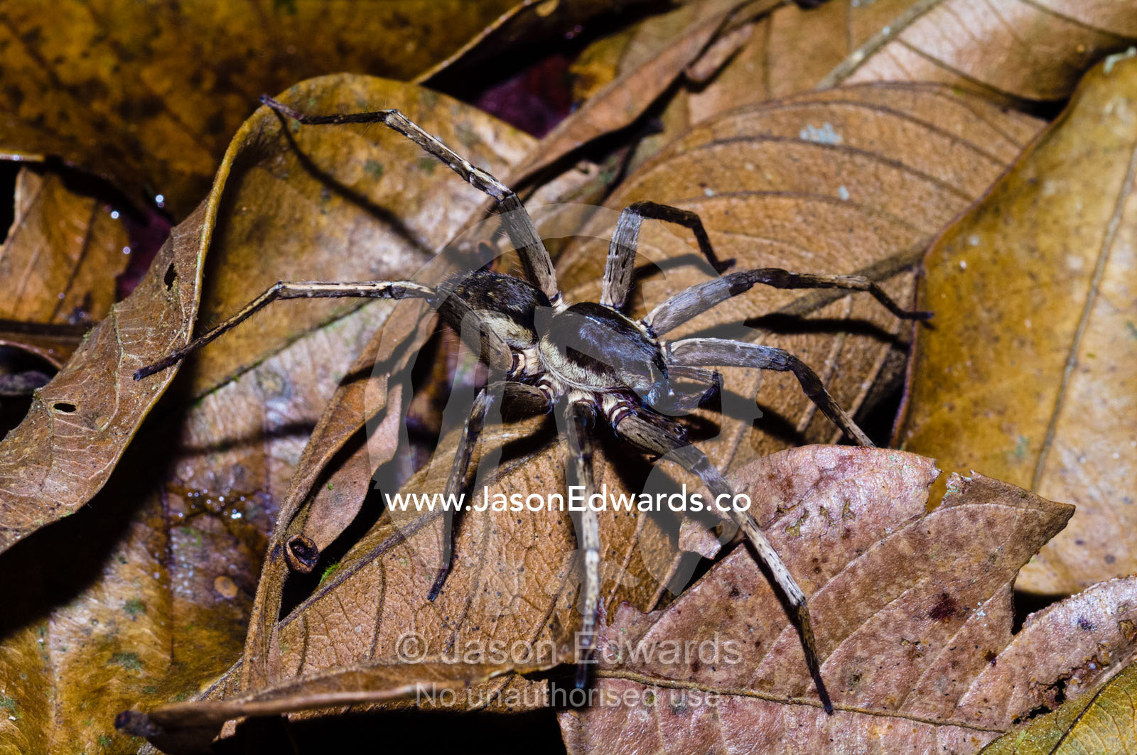 A Wolf Spider is an agile and fierce hunter searching for prey in the leaf litter. Amazon River, Amazon Basin, Loreto Region, Maynas Province, Peru.