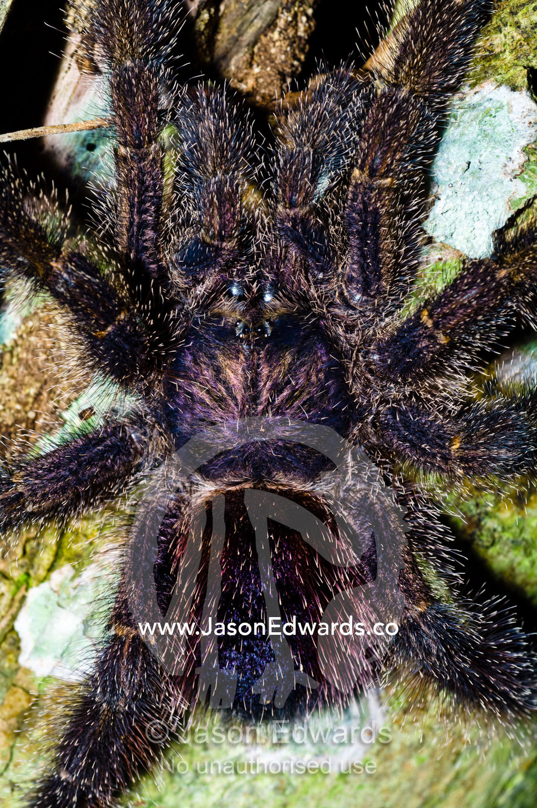 An immense hairy Peruvian pinktoe tarantula hunting for prey on a tree trunk at night. Amazon River, Amazon Basin, Loreto Region, Maynas Province, Peru.