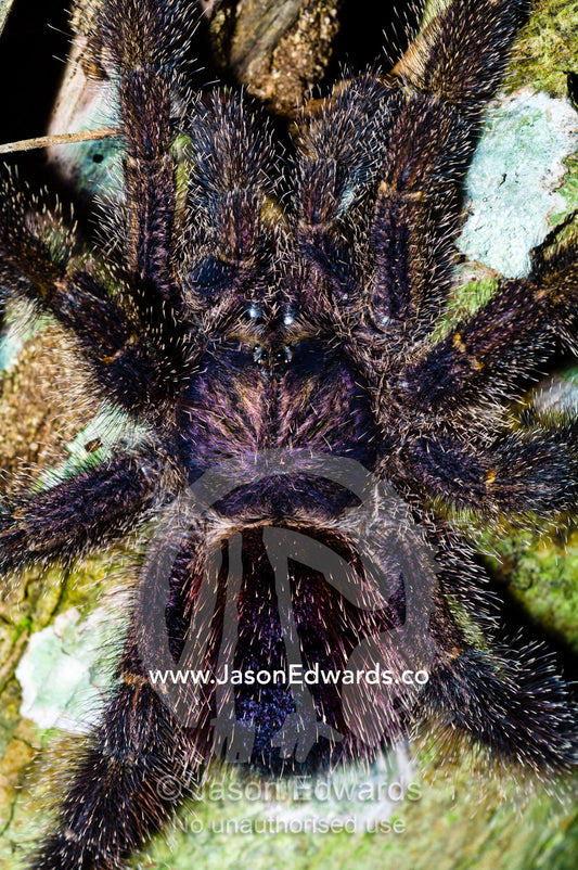 An immense hairy Peruvian pinktoe tarantula hunting for prey on a tree trunk at night. Amazon River, Amazon Basin, Loreto Region, Maynas Province, Peru.