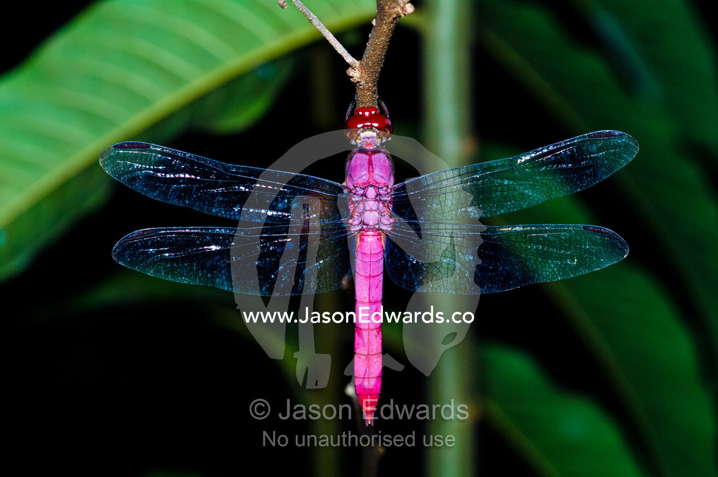 A delicate pink skimmer dragonfly roosting on a twig in the Amazon Rainforest at night. Amazon River, Amazon Basin, Loreto Region, Maynas Province, Peru.