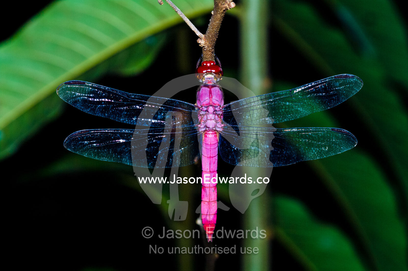 A delicate pink skimmer dragonfly roosting on a twig in the Amazon Rainforest at night. Amazon River, Amazon Basin, Loreto Region, Maynas Province, Peru.