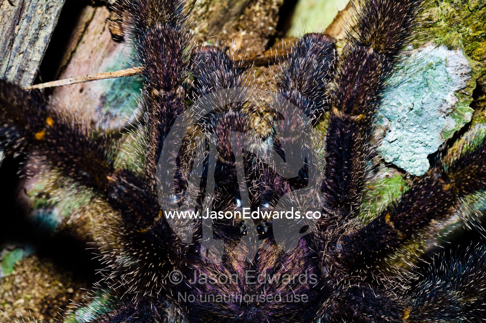 A hairy Peruvian pinktoe tarantula hunting for prey on a tree trunk at night with large pedipalps. Amazon River, Amazon Basin, Loreto Region, Maynas Province, Peru.