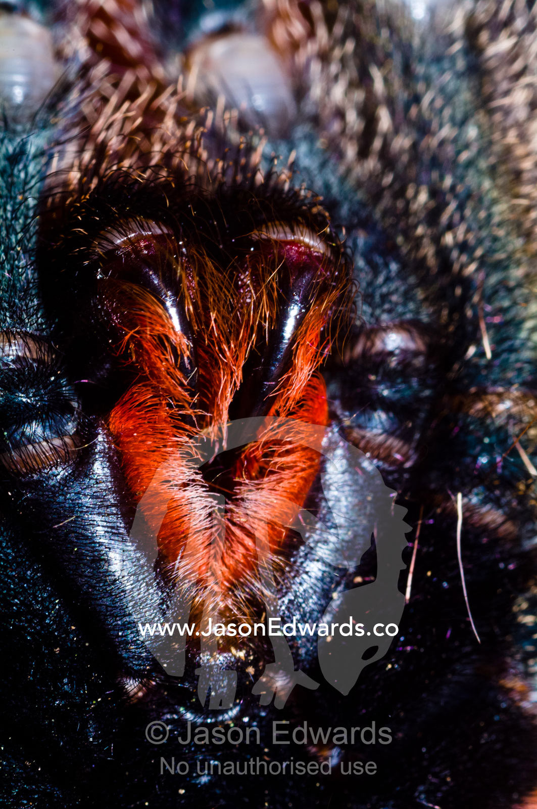 The enormous fangs of a pinktoe tarantula emerging from Chelicera and surrounded by red cilia. Amazon River, Amazon Basin, Loreto Region, Maynas Province, Peru.