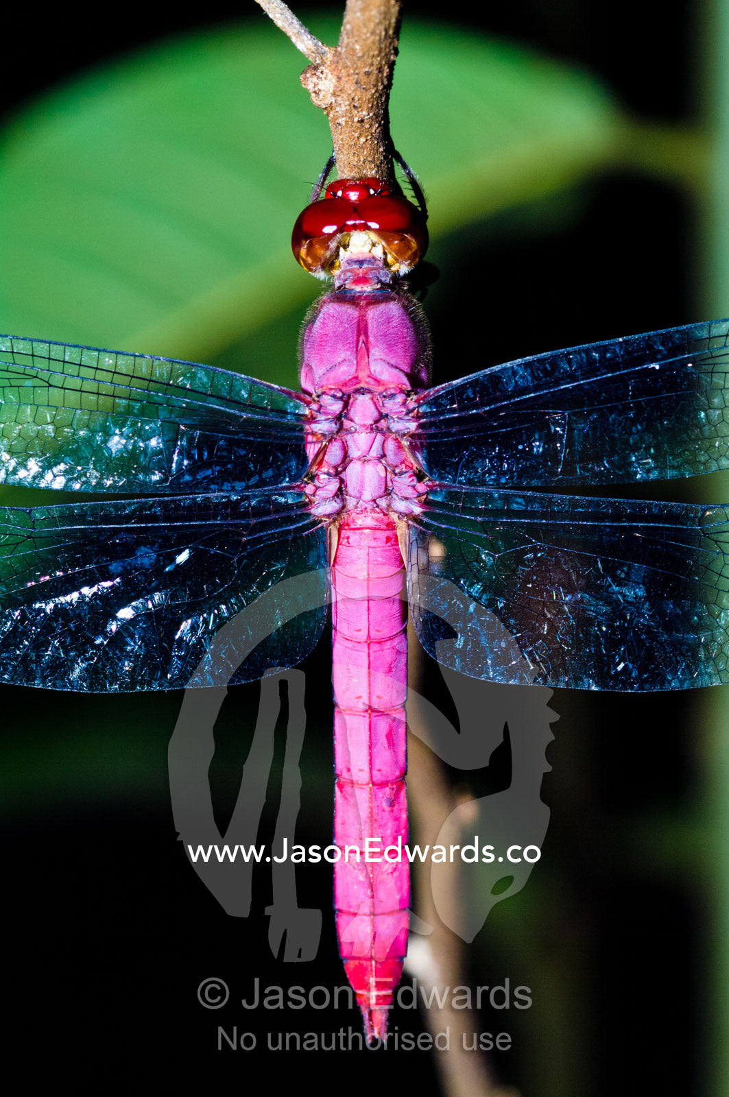 A delicate Pink Skimmer dragonfly roosting on a twig in the Amazon Rainforest at night. Amazon River, Amazon Basin, Loreto Region, Maynas Province, Peru.